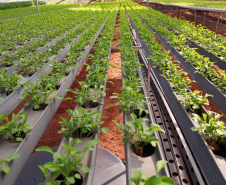 Compra Direta contribui para alimentação saudável e geração de renda no campo em Paranavaí  -  Curitiba, 31/08/2021  -  Foto: SEAB Paranavaí
