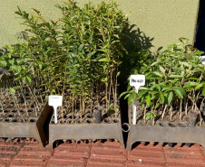 IAT continua com ações de distribuição de mudas de árvores nativas em troca de alimentos. Foto: IAT