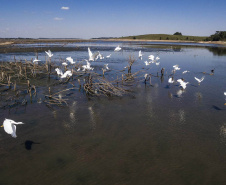 Barragem do Iraí atraiu centenas de aves para se alimentar durante estiagem -  Curitiba, 03/09/2021  -  Foto: André Thiago/Sanepar