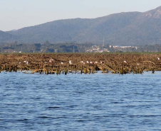 Barragem do Iraí atraiu centenas de aves para se alimentar durante estiagem. Foto:Tayla Coelho