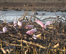 Barragem do Iraí atraiu centenas de aves para se alimentar durante estiagem. Foto:Tayla Coelho