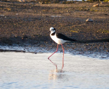 Barragem do Iraí atraiu centenas de aves para se alimentar durante estiagem. Foto:Tayla Coelho
