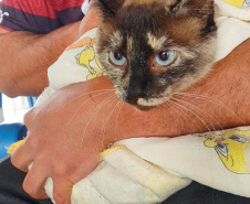 O Programa Permanente de Esterilização de Cães e Gatos (CastraPet Paraná)se despede do município de Boa Ventura de São Roque, no Centro do Estado,nessa sexta-feira (10) com o dever cumprido.  -  Curitiba, 10/09/2021  -  Foto: SEDEST