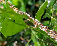 Projeto experimental do IDR-Paraná (Instituto de Desenvolvimento Rural do Paraná - Iapar-Emater) já distribuiu este ano mais de 650 mil exemplares da vespinha tamaríxia (Tamarixia radiata) em plantios de cítricos no Estado. A liberação desses insetos é uma estratégia empregada no manejo do huanglongbing (HLB), doença também chamada de greening dos citros. Foto:IDR