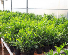 Projeto experimental do IDR-Paraná (Instituto de Desenvolvimento Rural do Paraná - Iapar-Emater) já distribuiu este ano mais de 650 mil exemplares da vespinha tamaríxia (Tamarixia radiata) em plantios de cítricos no Estado. A liberação desses insetos é uma estratégia empregada no manejo do huanglongbing (HLB), doença também chamada de greening dos citros. Foto:IDR