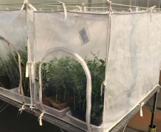 Projeto experimental do IDR-Paraná (Instituto de Desenvolvimento Rural do Paraná - Iapar-Emater) já distribuiu este ano mais de 650 mil exemplares da vespinha tamaríxia (Tamarixia radiata) em plantios de cítricos no Estado. A liberação desses insetos é uma estratégia empregada no manejo do huanglongbing (HLB), doença também chamada de greening dos citros. Foto:IDR