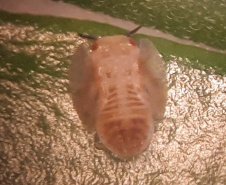 Projeto experimental do IDR-Paraná (Instituto de Desenvolvimento Rural do Paraná - Iapar-Emater) já distribuiu este ano mais de 650 mil exemplares da vespinha tamaríxia (Tamarixia radiata) em plantios de cítricos no Estado. A liberação desses insetos é uma estratégia empregada no manejo do huanglongbing (HLB), doença também chamada de greening dos citros. Foto:IDR