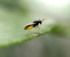 Projeto experimental do IDR-Paraná (Instituto de Desenvolvimento Rural do Paraná - Iapar-Emater) já distribuiu este ano mais de 650 mil exemplares da vespinha tamaríxia (Tamarixia radiata) em plantios de cítricos no Estado. A liberação desses insetos é uma estratégia empregada no manejo do huanglongbing (HLB), doença também chamada de greening dos citros. Foto:IDR