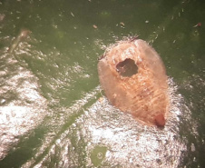 Projeto experimental do IDR-Paraná (Instituto de Desenvolvimento Rural do Paraná - Iapar-Emater) já distribuiu este ano mais de 650 mil exemplares da vespinha tamaríxia (Tamarixia radiata) em plantios de cítricos no Estado. A liberação desses insetos é uma estratégia empregada no manejo do huanglongbing (HLB), doença também chamada de greening dos citros. Foto:IDR