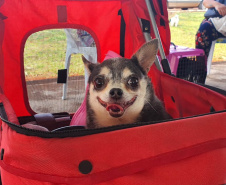 209 animais foram atendidos no Programa Permanente de Esterilização deCães e Gatos (CastraPet Paraná), em Arapongas, no Norte-CentralParanaense. A ação começou no domingo (12) e terminou nessa quarta-feira(15). -  Curitiba,  15/09/2021  -  Foto: SEDEST