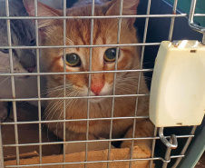 209 animais foram atendidos no Programa Permanente de Esterilização deCães e Gatos (CastraPet Paraná), em Arapongas, no Norte-CentralParanaense. A ação começou no domingo (12) e terminou nessa quarta-feira(15). -  Curitiba,  15/09/2021  -  Foto: SEDEST