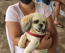 209 animais foram atendidos no Programa Permanente de Esterilização deCães e Gatos (CastraPet Paraná), em Arapongas, no Norte-CentralParanaense. A ação começou no domingo (12) e terminou nessa quarta-feira(15). -  Curitiba,  15/09/2021  -  Foto: SEDEST