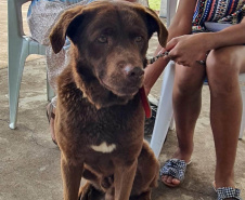209 animais foram atendidos no Programa Permanente de Esterilização deCães e Gatos (CastraPet Paraná), em Arapongas, no Norte-CentralParanaense. A ação começou no domingo (12) e terminou nessa quarta-feira(15). -  Curitiba,  15/09/2021  -  Foto: SEDEST