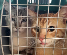209 animais foram atendidos no Programa Permanente de Esterilização deCães e Gatos (CastraPet Paraná), em Arapongas, no Norte-CentralParanaense. A ação começou no domingo (12) e terminou nessa quarta-feira(15). -  Curitiba,  15/09/2021  -  Foto: SEDEST