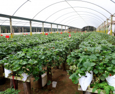 Plantação de morangos. Mandiritiba 06/2021. Foto: Ari Dias/AEN