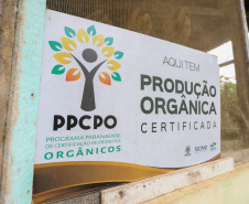 PARANA AGRO - Produçao de Palmito na cidade de Guaraquecaba no litoral do Estado. 13/09/21 - Foto: Geraldo Bubniak/AEN