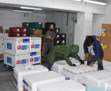 O Paraná recebeu no início da tarde deste sábado (18) mais 363.800 vacinas contra a Covid-19 da CoronaVac. A Secretaria de Estado da Saúde confirmou a chegada ao Estado de duas remessas, que desembarcaram no aeroporto Afonso Pena, em São José dos Pinhais, às 12h55, no voo LA 3443, e às 13h55, no voo AD 4830. -  Curitiba, 18/09/2021  -  Foto: Américo Antonio/SESA