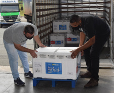 O Paraná recebeu no início da tarde deste sábado (18) mais 363.800 vacinas contra a Covid-19 da CoronaVac. A Secretaria de Estado da Saúde confirmou a chegada ao Estado de duas remessas, que desembarcaram no aeroporto Afonso Pena, em São José dos Pinhais, às 12h55, no voo LA 3443, e às 13h55, no voo AD 4830. -  Curitiba, 18/09/2021  -  Foto: Américo Antonio/SESA