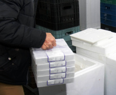 O Paraná recebeu mais 176.670 vacinas da Pfizer/BioNTech contra a Covid-19 neste sábado (2).  -  Curitiba, 02/10/2021  -  Foto: Américo Antonio/SESA