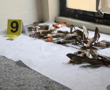 A Seção de Crimes Ambientais, vinculada ao Instituto de Criminalística da Polícia Científica do Paraná, desde a sua criação, em dezembro de 2019, tem atuado com peritos criminais, especialistas na área, com intuito de comprovar a prática de condutas criminosas contra a fauna, a flora e à natureza no geral. - Curitiba, 14/10/2021 - Foto: SESP-PR