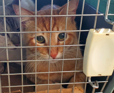 Em três municípios do Norte Pioneiro do Estado, 463 animais são aguardados para o Programa Permanente de Esterilização de Cães e Gatos ? CastraPet Paraná até o final deste mês. A ação é promovida pela Secretaria do Desenvolvimento Sustentável e do Turismo (Sedest), em parceria com os municípios, que realizam o cadastro das famílias beneficiadas. - Curitiba, 18/10/2021 - Foto: SEDEST