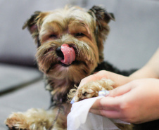 Campanha conscientiza sobre câncer de mama em pets. Foto: Geraldo Bubniak/AEN