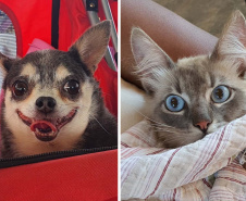 Campanha conscientiza sobre câncer de mama em pets. Foto: SEDEST