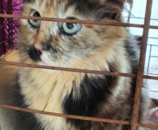 COLORADO -  O Castramóvel passou por sete municípios neste mês. Ao todo, foram esterilizados 855 cães e gatos, uma média de 147 por município. Nesta quarta e quinta-feira (27 e 28), o programa chega a Bandeirantes, onde são esperados 116 animais.  -  Curitiba, 26/10/2021 - Foto: SEDEST