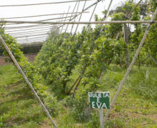 Aumentar a produção por área, facilitar a mecanização dos tratos culturais e da colheita, acrescentar mais qualidade aos frutos e reduzir custos de implantação e condução de pomares. Com esses objetivos, há mais de dois anos pesquisadores do IDR-Paraná (Instituto de Desenvolvimento Rural do Paraná ? Iapar-Emater) avaliam técnicas alternativas de condução de macieiras na unidade de pesquisa de Palmas, no Sul do Estado. -  Curitiba, 29/10/2021 - Foto: IDR-PARANÁ