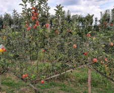 Aumentar a produção por área, facilitar a mecanização dos tratos culturais e da colheita, acrescentar mais qualidade aos frutos e reduzir custos de implantação e condução de pomares. Com esses objetivos, há mais de dois anos pesquisadores do IDR-Paraná (Instituto de Desenvolvimento Rural do Paraná ? Iapar-Emater) avaliam técnicas alternativas de condução de macieiras na unidade de pesquisa de Palmas, no Sul do Estado. -  Curitiba, 29/10/2021 - Foto: IDR-PARANÁ