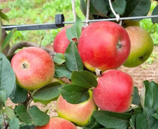 Aumentar a produção por área, facilitar a mecanização dos tratos culturais e da colheita, acrescentar mais qualidade aos frutos e reduzir custos de implantação e condução de pomares. Com esses objetivos, há mais de dois anos pesquisadores do IDR-Paraná (Instituto de Desenvolvimento Rural do Paraná ? Iapar-Emater) avaliam técnicas alternativas de condução de macieiras na unidade de pesquisa de Palmas, no Sul do Estado. -  Curitiba, 29/10/2021 - Foto: IDR-PARANÁ