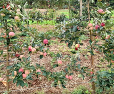 Aumentar a produção por área, facilitar a mecanização dos tratos culturais e da colheita, acrescentar mais qualidade aos frutos e reduzir custos de implantação e condução de pomares. Com esses objetivos, há mais de dois anos pesquisadores do IDR-Paraná (Instituto de Desenvolvimento Rural do Paraná ? Iapar-Emater) avaliam técnicas alternativas de condução de macieiras na unidade de pesquisa de Palmas, no Sul do Estado. -  Curitiba, 29/10/2021 - Foto: IDR-PARANÁ