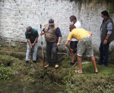 IAT resgata jacaré-do-papo-amarelo de canal em Matinhos. Foto: IAT