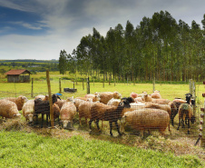  Fazenda de Umuarama é espaço para Ensino, Pesquisa e Extensão .Foto: UEM