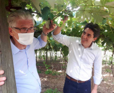 Entrega de pavimentação de estrada rural e de máquinas, caminhão e equipamentos para cooperativas de agricultura familiar, inauguração de cozinha comunitária. Estas foram algumas das ações dos secretários estaduais da Agricultura e do Abastecimento, Norberto Ortigara, e do Planejamento e Projetos Estruturantes, Valdemar Bernardo Jorge, na semana passada na região do Norte Pioneiro. - Curitiba, 08/11/2021 - Foto: SEAB