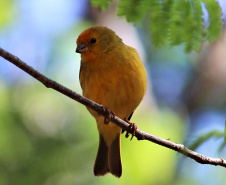 Alunos da UENP catalogam 91 espécies de aves em Bandeirantes. Foto: UENP