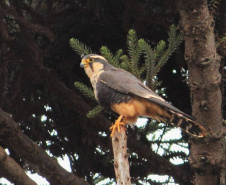 Alunos da UENP catalogam 91 espécies de aves em Bandeirantes. Foto: UENP