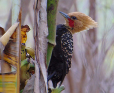 Alunos da UENP catalogam 91 espécies de aves em Bandeirantes. Foto: UENP