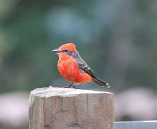 Alunos da UENP catalogam 91 espécies de aves em Bandeirantes. Foto: UENP