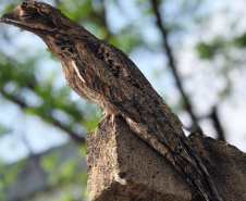 Alunos da UENP catalogam 91 espécies de aves em Bandeirantes. Foto: UENP