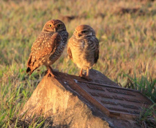 Alunos da UENP catalogam 91 espécies de aves em Bandeirantes. Foto: UENP