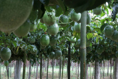 IDR-Paraná lança cultivar de maracujá no Show Rural