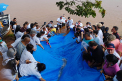 Projeto Rio Vivo atinge a marca de 1,76 milhão de peixes nativos soltos nas Bacias Hidrográficas do Paraná