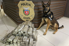  PCPR apreendeu 59 quilos de maconha em Pato Branco