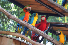 Semana do Meio Ambiente reúne estudantes em palestra sobre cuidado a animais silvestres - 