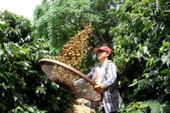  Café, tecnologias, sucessão e mulheres no agro são as novas categorias do Prêmio Orgulho da Terra