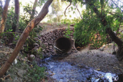 Ponte Pinguim