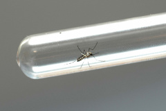 Sesa alerta para sintomas da dengue e importância do tratamento adequado 