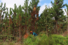  o Instituto Água e Terra estabeleceu novos procedimentos para o cultivo para fins comerciais de pinus, gramíneas, árvores frutíferas, plantas ornamentais e para sombreamento e acácia-negra, todas consideradas plantas exóticas invasoras no Paraná
