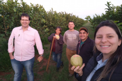 Dedicação dos produtores faz Carlópolis ser conhecida como Capital Nacional da Goiaba de Mesa.
